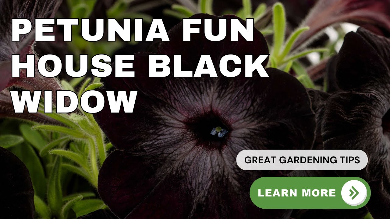 Fun House Черная Вдова Петуния 