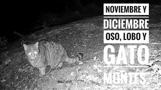 Cantabria. Oso, lobo, gato montés y más.
