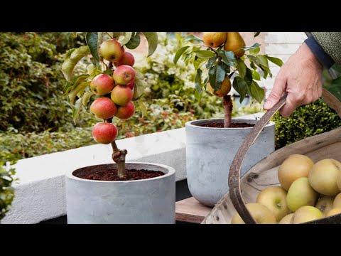 Video: Kan jy appelbome in houers kweek - wenke oor hoe om appelbome in potte te kweek
