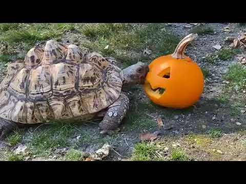 Zoo to You: Meet Kupa the leopard tortoise