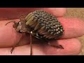 12 Strangest Looking Bugs In The World