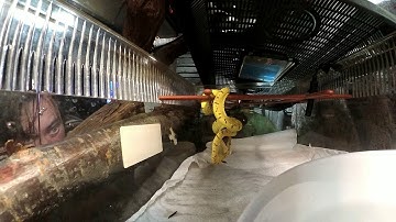 Ozzy GTP Morelia Viridis baby feeding