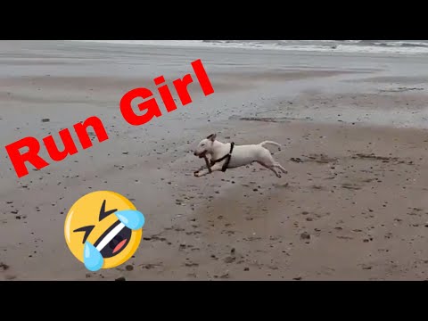english-bull-terrier---funny-day-at-the-beach
