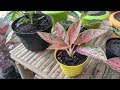 Aglaonema Plants | Types of Aglaonema