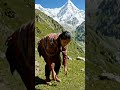 morning tea #mountainlife #mountainview #viralvideo #viral #viralshorts