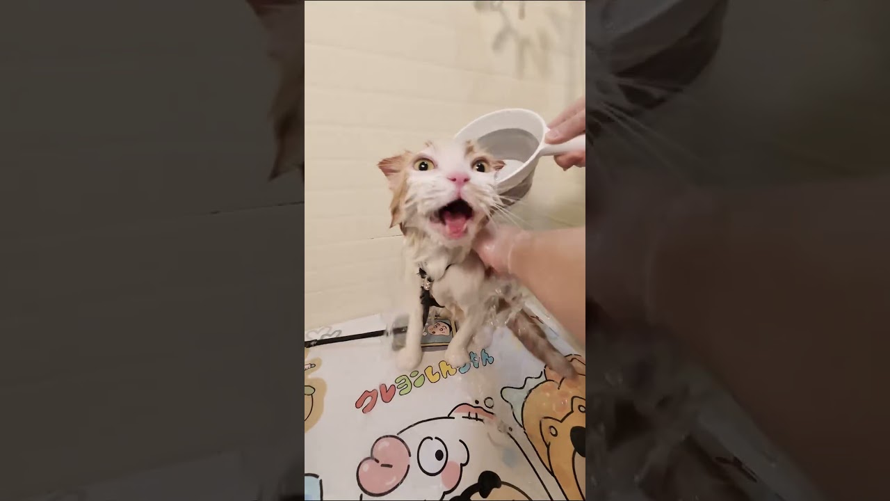 Wool Stick Cat Wash: The Ultimate Solution for Furry Friends