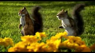 Kit Kat Dancing Squirrels AD