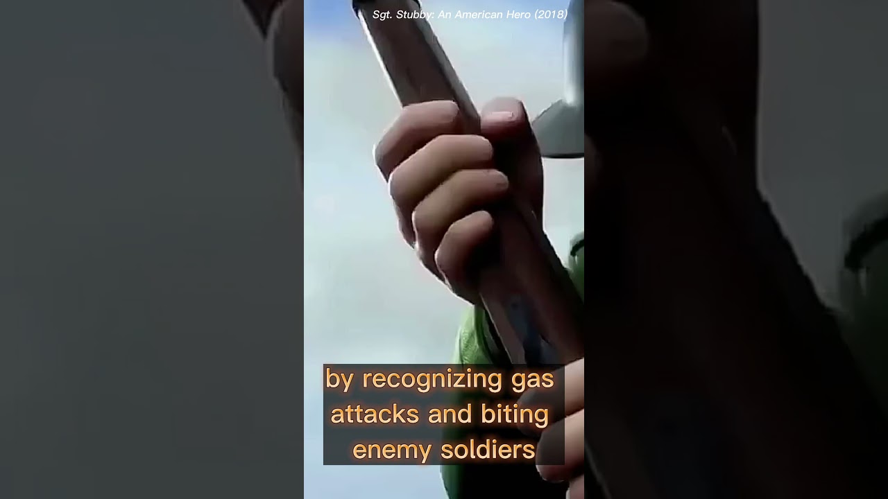 The Heroic Tale of Stubby: The Most Decorated War Dog in History 