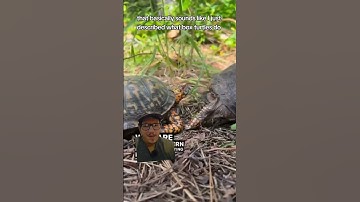 Are Box Turtles actually Tortoises?