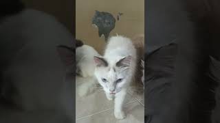 Tq Utk Likes U0026subs Dr Klean Sdh Support Kami  cats cat kucing shorts viral kucinglucumeow