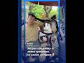 Обезьянка сразилась со своим кипером