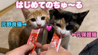 子猫兄弟にチュールあげたら美味しすぎて泣いた【CIAOちゅ〜る】