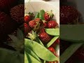 Peas and strawberries from the garden!! 🌱 🍓 😋 Thanks Rhizobium! 🧫