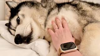 Husky Stealing Everyone Elses Beds!