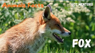 Untold Truths: 30 Fascinating Fox Facts Revealed! 🦊 Must-Watch for Animal Enthusiasts