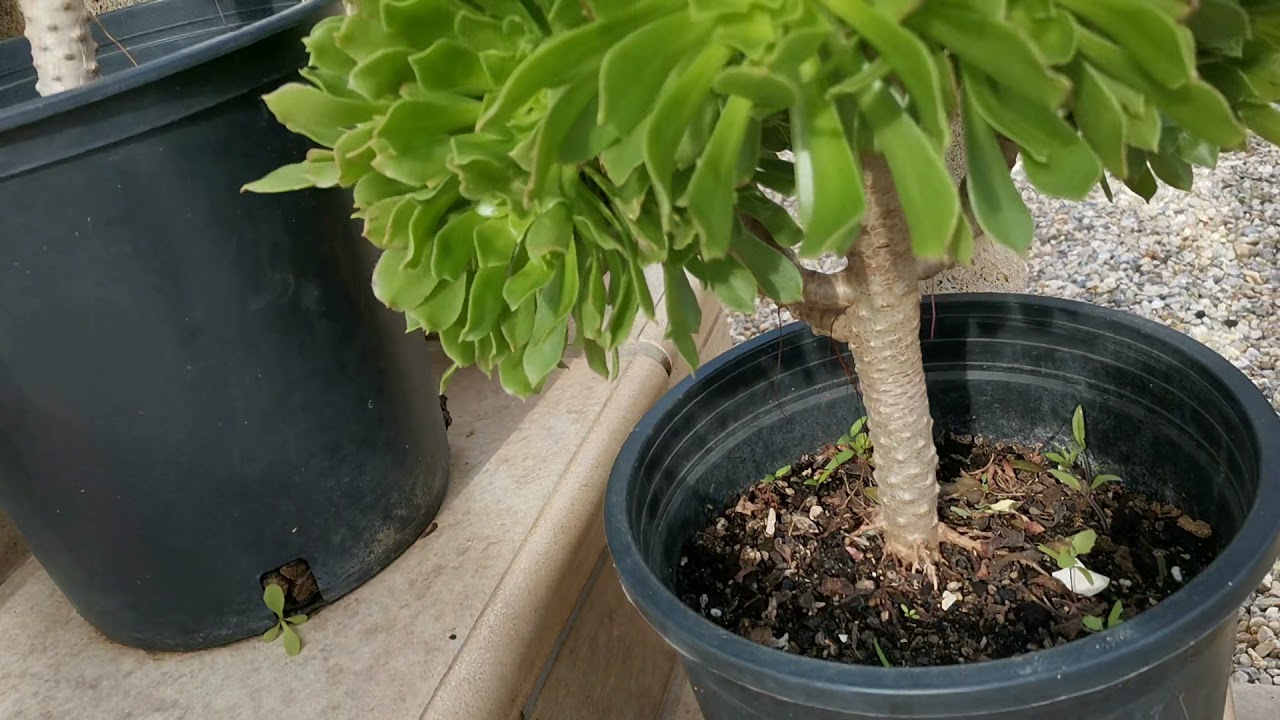 AEONIUM ARBOREUM MINI TREE