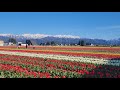 ROADTRIP/NYUZEN/Tulip/Cherryblossom #japan