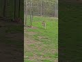 sheep and lamb living their lives in the zoo toronto canada may 2026