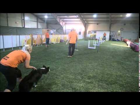 Video: Flyball: Ta Roligare I Ditt Liv