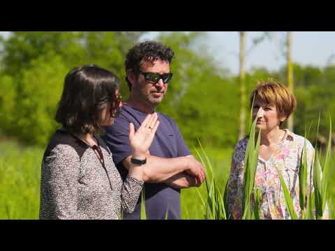 Travaux de renaturation du Rohrbach et création d’une zone humide à Willgottheim