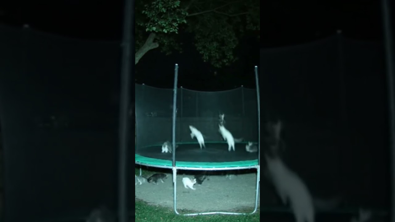 Kitten’s Epic Jump on Swing Caught on CCTV! 😲🐾
