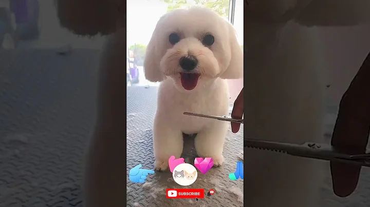 Video 4195351: persian cat, pet grooming, grooming haircut, lion cut