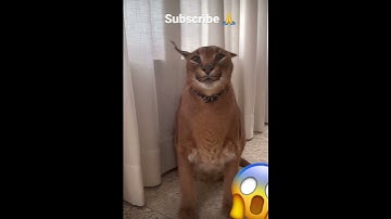 Wild cat sounds like a v8 engine 😂