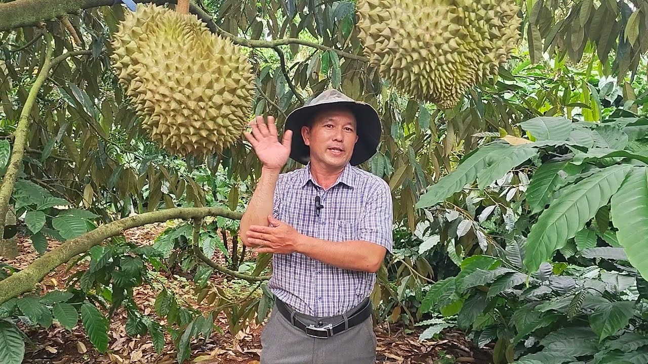 Hội nhóm thương lái mua sầu riêng - bà con chú ý