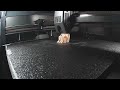 Just Two Bunnies Hanging Out Charming Easter Bunny Timelapse