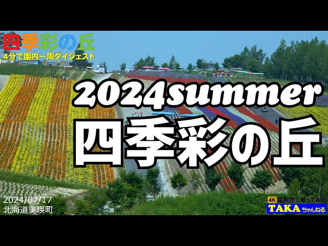 昨年より華やかかな？四季彩の丘❗美瑛町❗【北海道観光】【2024夏