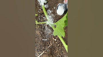 I buried my pumpkin to make it grow faster