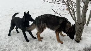 Another snow morning  Zita vom Haus Lohe and her cute daughter Centa vom Haus Denfors K9