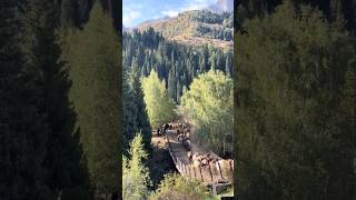 A Sea of Horses Crossing the Bridge