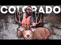 Ep 3 colorado late season mule deer