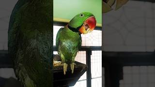 #parrot #funny #cute #birds #trending #comedy #viral #youtube #birdslover #shorts #reels