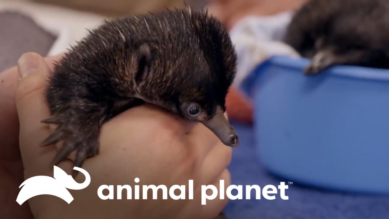 O cuidado especial de pequenas equidnas no zoológico | A família Irwin | Animal Planet Brasil