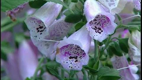 تلاوة جميلة و خاشعة من القارئ محمد الأمين بوطبيسي