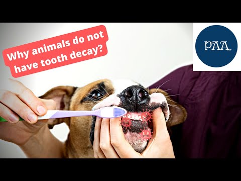 Wideo: 3 powody Dog Dental Health Matters