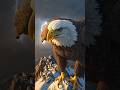 The Eagle Who Rose Above the Storm 🦅 Inspirational Short Story #eagle #motivation #shorts