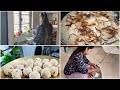 Kash a pehle try kiya hota | Food waste se bana dala new recipe #coconutmilkrice #chikenrecipe #vlog