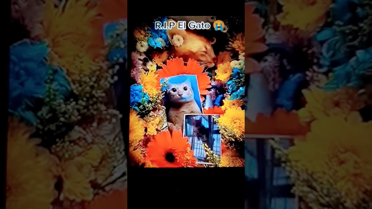 R.I.P El Gato 😭 