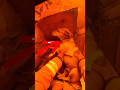 Firefighter POV: Axe Breach to Dog Rescue #shorts