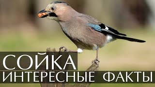 Сойка  интересные факты