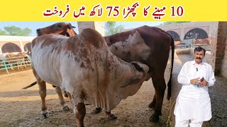 10 Months old Brahman Calf sold for Rs 75 Lac Rustam e Pakistan of Haji Shaukat Doggar of Multan