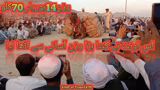 akhara camel weightlifting mela | camel weightlifting mela |malek jalil lode