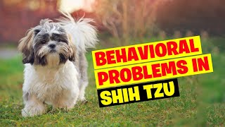 7 Common Shih Tzu Behavior Problems and Solutions by Amazing Dogs 584 views 6 months ago 9 minutes, 49 seconds