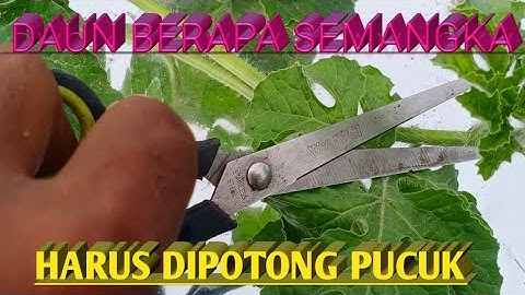 Thumbnail of cara yang benar potong pucuk semangka@petanimuda7946