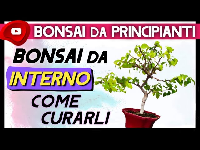 Bonsai da interno, i più resistenti e facili da curare: la lista completa