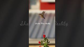 It's Hummingbird Time!