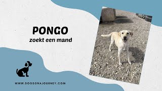 Download Lagu Pongo zoekt een mand MP3 Download Lagu Pongo zoekt een mand MP3